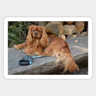 cavalier king charles spaniel ruby laying Sticker